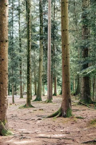 Güneşli Bir Günde Ormandaki Yüksek Ağaçların Güzel Manzarası — Stok fotoğraf