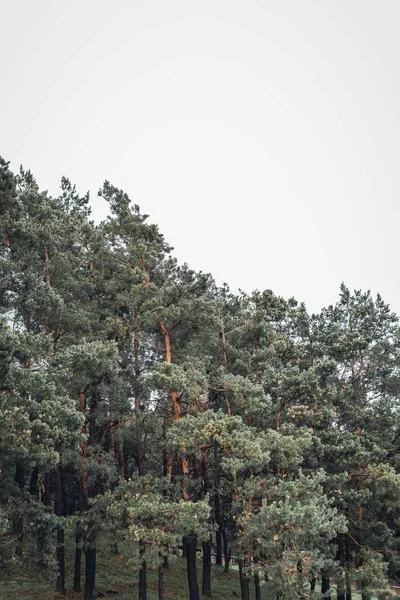 Täta Vintergröna Träd Skogen Lori Armenien — Stockfoto