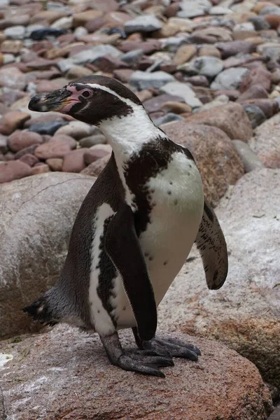 Een Verticaal Close Van Een Schattige Pinguïn Staand Een Rots — Stockfoto