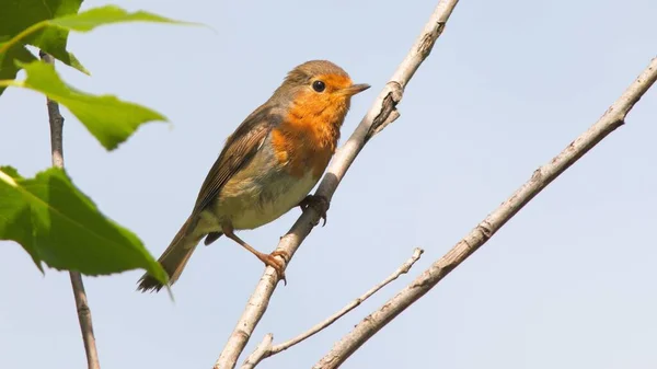 Крупный План Европейской Малиновки Erithacus Rubecula Сидящей Ветке Дерева Голубом — стоковое фото