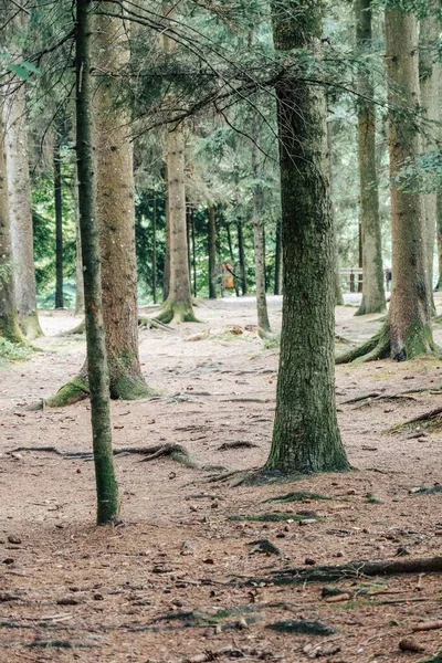 Une Belle Vue Sur Les Grands Arbres Dans Une Forêt — Photo