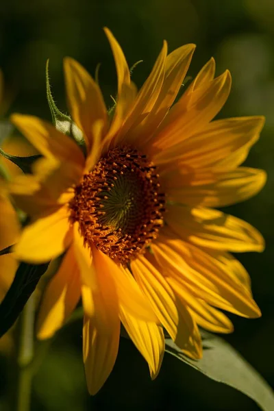 Eine Vertikale Aufnahme Einer Großen Gelben Sonnenblume Auf Grünem Hintergrund — Stockfoto