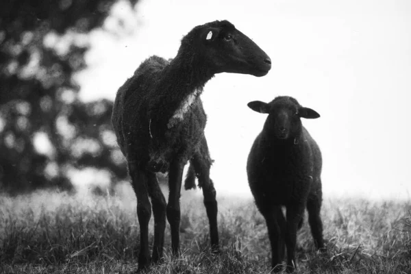 A closeup shot of a black sheep with its baby lamb in a meadow in grayscale