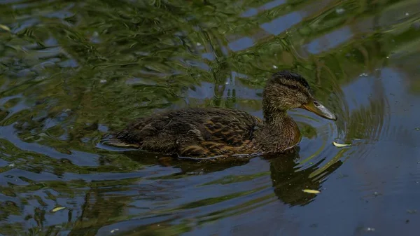 Small Duckling Spotted Swimming River Trees Reflected Water — Stock Photo, Image