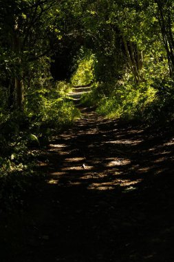 Ormanda güzel bir patika