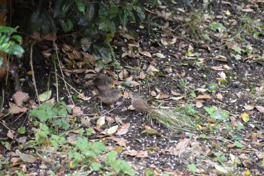 Bahçede çalı çırpı gibi yürüyen bir evin yakın çekimi.