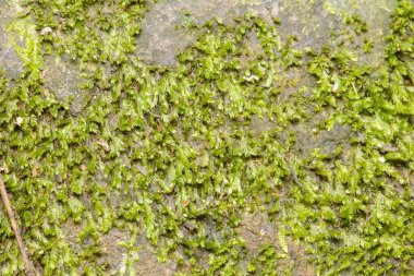 Lichenlar, eğrelti otları, yosunlar orman duvarında