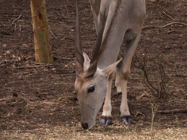 Genç Nyala erkeklerinin portreleri.