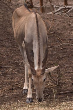 Dişi bir zürafanın portresi. Kafasında sarı gagalı bir okskakan var.