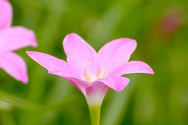 Yeşil bulanık arkaplanda pembe zephyranthes carinata makro çekimi.