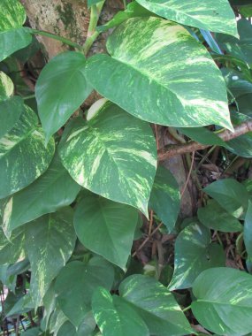 Renkli botanik çiçekleri, doğa yaprakları ve çiçekler, evinizi veya işyerinizi dekore etmek için mükemmel uyum ve trend