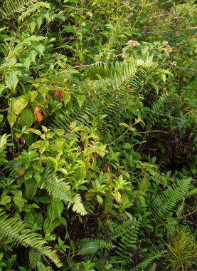 Sri Lanka 'daki Tropikal Yağmur Ormanında Ağaçlar ve Yeşil Yapraklar