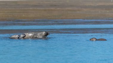 Çamur içinde oynayan bebekler ile California, foklar kolonisi