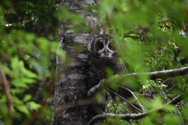 Bahçedeki paslı bacaklı baykuşun yakın çekimi.