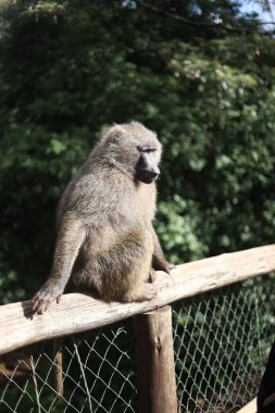 Çitin üzerinde oturan sarı babun (Papio cynocephalus)