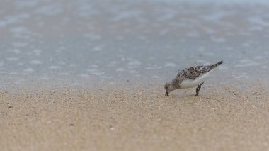 Calidris Alba, Sanderling, kuş yemi, gagası kuma yapışmış.