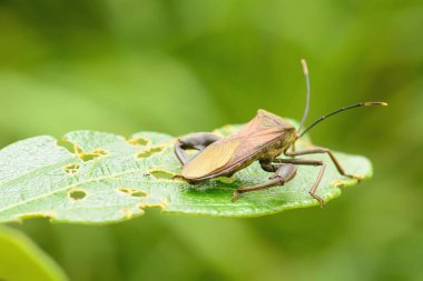 Yaprağın üzerinde doğa geçmişi olan bir böcek.