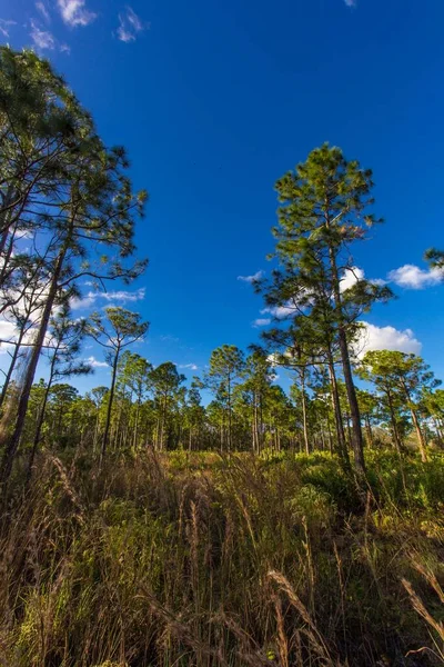 Eine Vertikale Aufnahme Der Bäume Des Oxbow Eco Centers Vor — Stockfoto