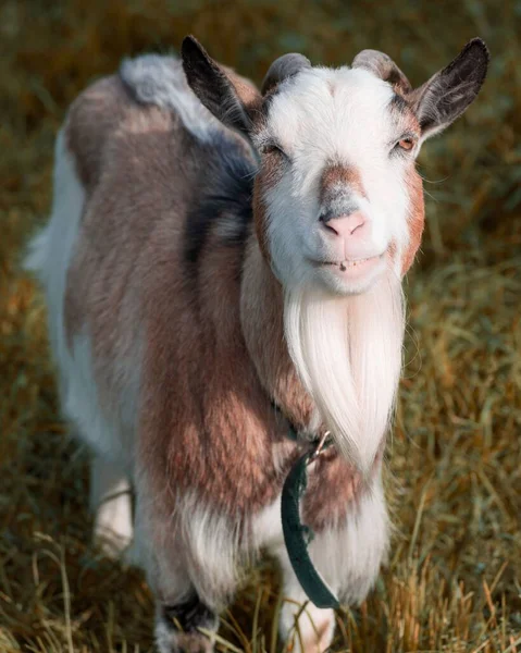 Vertical Closeup White Brown Nigerian Dwarf Goat Eyes Closed — Stock Photo, Image