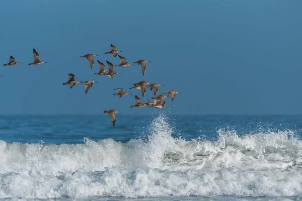 Curlew Pico Largo Numenius Americanus Bandada Aves Volando Bajo Las — Foto de Stock