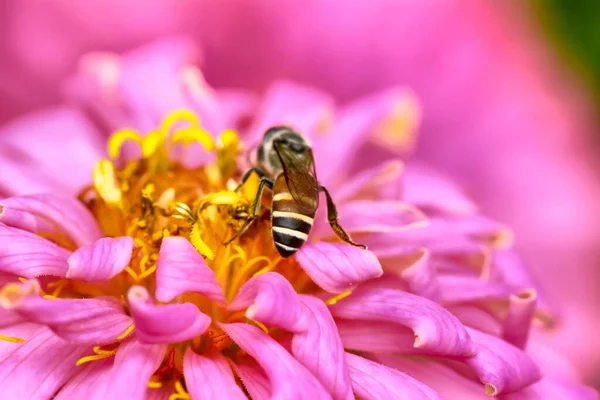 Крупный План Пчелы Поедающей Пыльцу Обычной Зиннии — стоковое фото