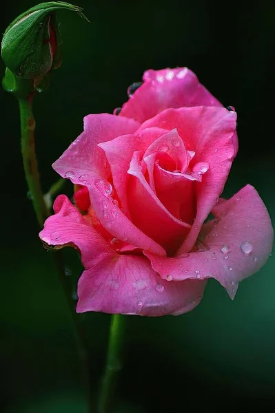 Ένα Ροζ Τριαντάφυλλο Σταγόνες Δροσιάς Στον Κήπο — Φωτογραφία Αρχείου
