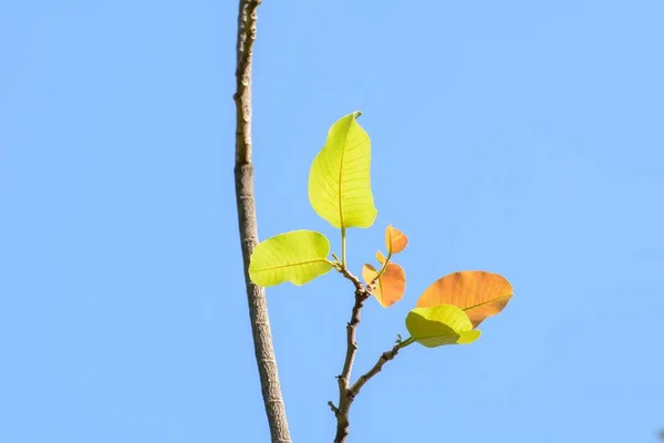 Bladeren Blauwe Lucht Achtergrond — Stockfoto