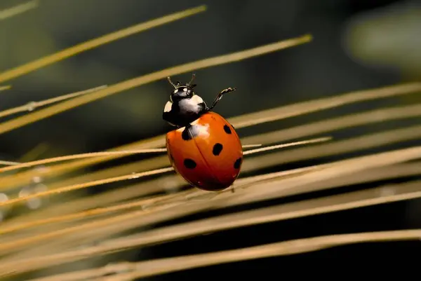Macro Shot Ladybug Crawling Plant — Stock Photo, Image
