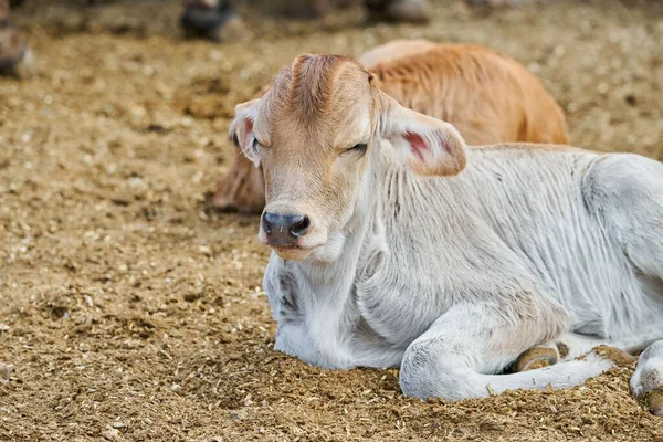 Adorable Becerro Prado Concepto Descanso Vida Rural Granja —  Fotos de Stock