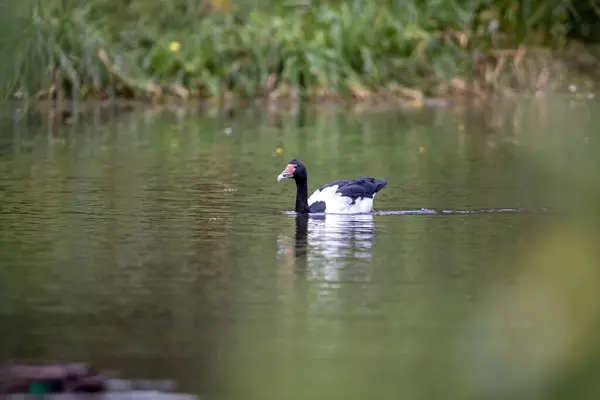 Ein Flacher Fokus Einer Elster Die Einem Teich Schwimmt — Stockfoto