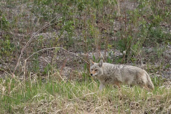 Coyote Prowling Fishcreek Park — Stock Photo, Image