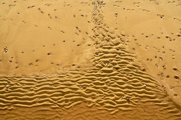 Una Vista Superior Una Playa Arena Con Pisadas Humanas Perro —  Fotos de Stock