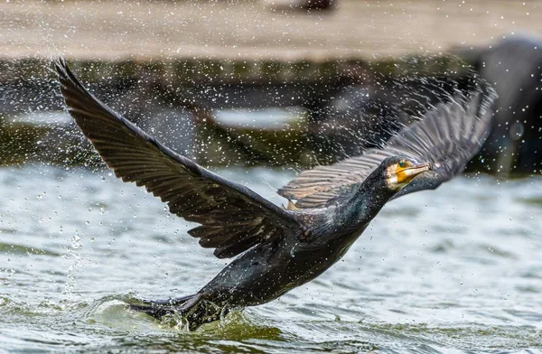 가마우지 물에서 날아가는 모습을 클로즈업으로 — 스톡 사진