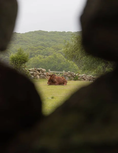 Een Stier Kijkt Een Stenen Muur Een Boerderij — Stockfoto