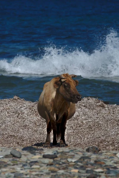 Eine Vertikale Aufnahme Einer Kuh Meer Auf Korsika Frankreich — Stockfoto