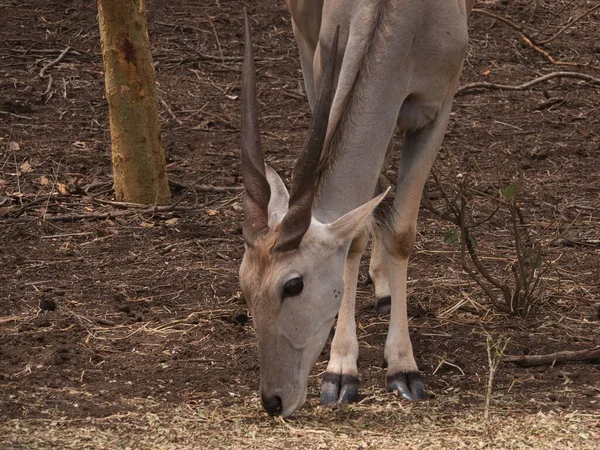 Genç Nyala erkeklerinin portreleri.