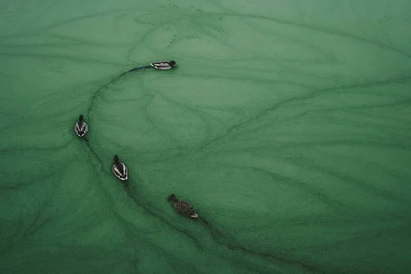 汚れた緑色の水の中で泳ぐかわいい水鳥のグループ — ストック写真