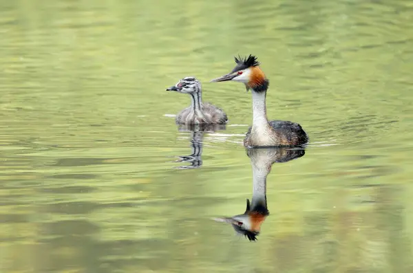 Primo Piano Grande Grebe Crestato Con Suo Bambino Che Nuota — Foto Stock