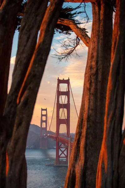 Eine Schöne Aufnahme Der Golden Gate Bridge Zwischen Bäumen San — Stockfoto