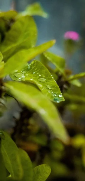 Eine Nahaufnahme Eines Grünen Blattes Mit Wassertropfen Darauf — Stockfoto