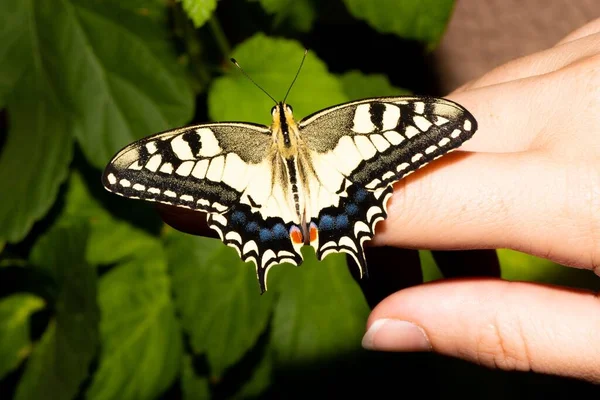 Coda Rondine Vecchio Mondo Papilio Machaon Farfalla Esotica Colorata Dito — Foto Stock