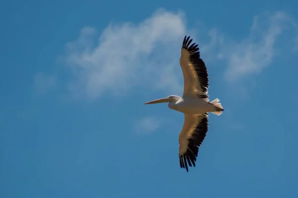 Низькокутний Знімок Великого Білого Пелікан Літає Пташиному Парку Віллар Домбі — стокове фото