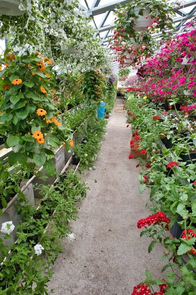 Die Vertikale Ansicht Eines Gewächshauses Mit Bunten Blumen Und Schönen — Stockfoto