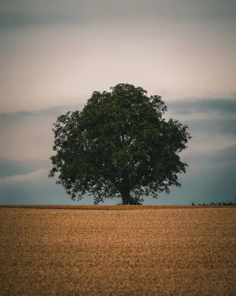 Schöne Aufnahme Eines Walnussbaums Auf Einem Feld — Stockfoto