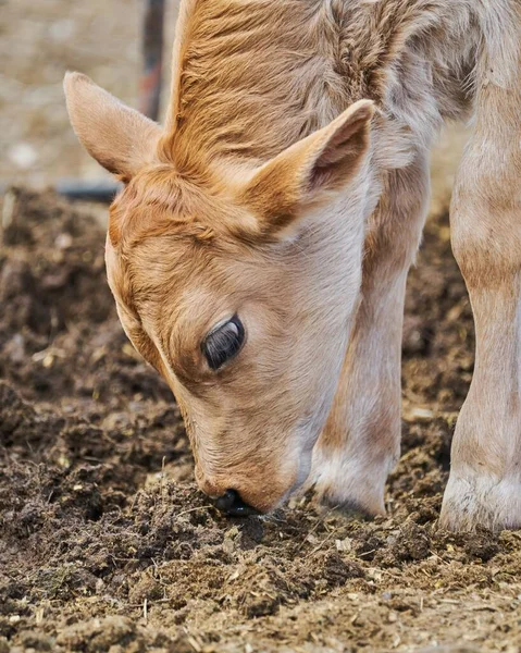 Adorable Calf Meadow Resting Concept Rural Farm Life — Stock Photo, Image