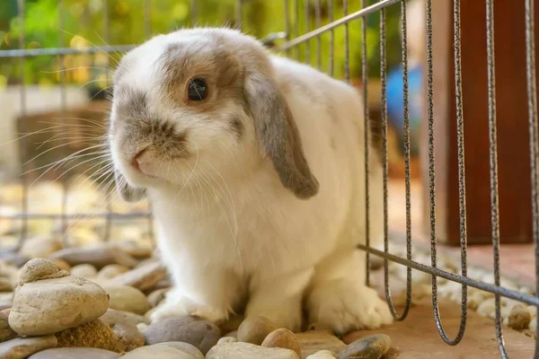 Vista Cerca Lindo Conejito Peludo Doméstico Jaula Con Piedras — Foto de Stock