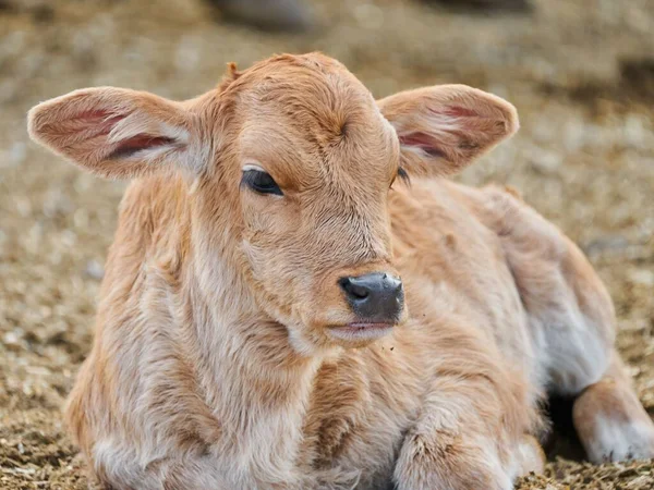 Schattig Kalf Het Weiderustconcept Van Het Plattelandsleven — Stockfoto