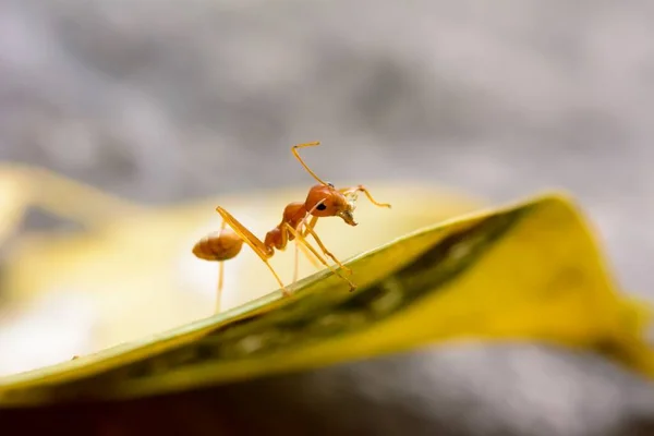 Yeşil Yapraklı Kırmızı Bir Karıncanın Makro Görüntüsü — Stok fotoğraf