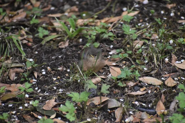 Bahçede yürürken çekilen güzel bir fotoğraf.