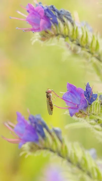 Ένα Κοντινό Πλάνο Του Hoverfly Που Πετά Κοντά Ανθισμένα Λουλούδια — Φωτογραφία Αρχείου